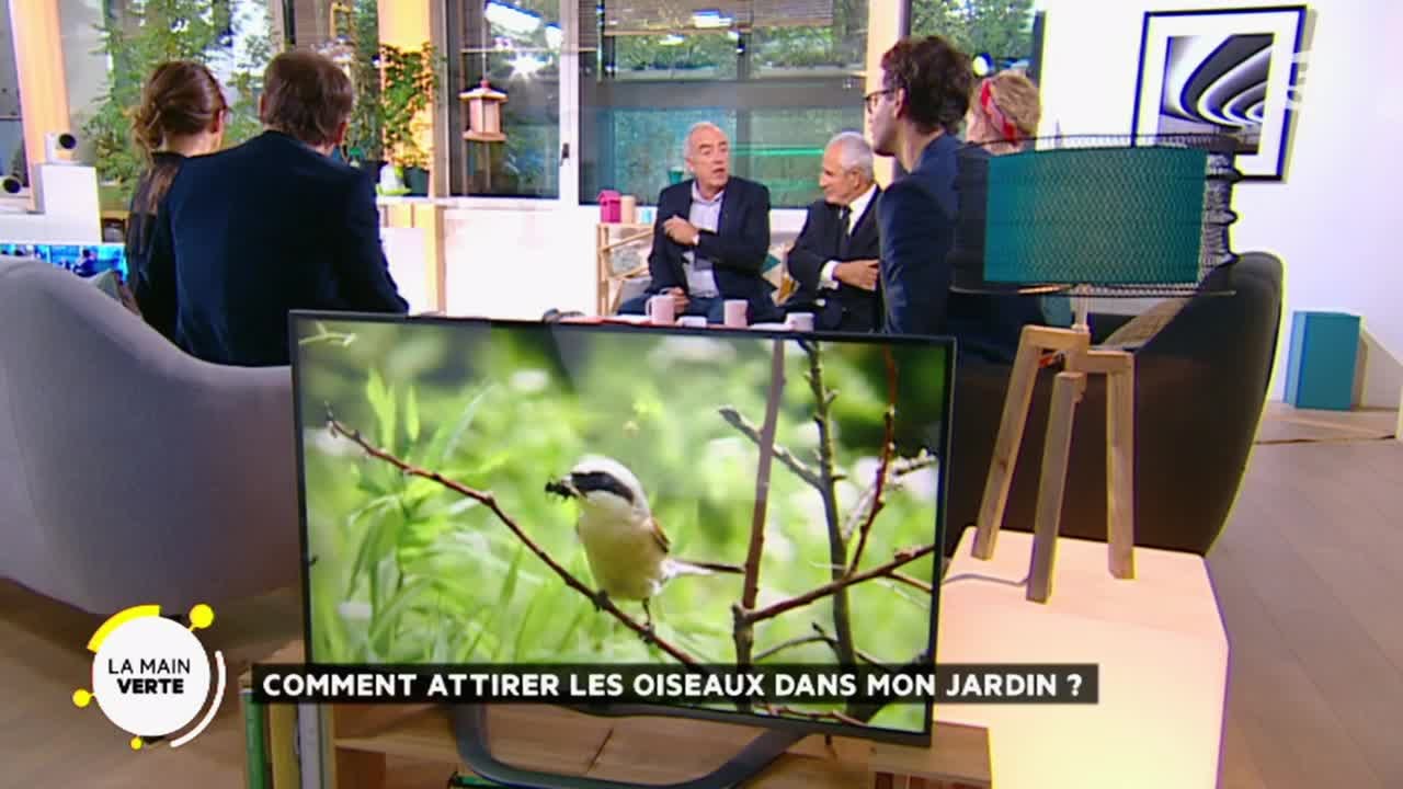 Oiseaux Comment Les Attirer Dans Son Jardin