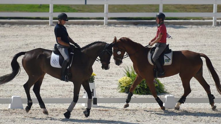 Une étude montre qu'un cheval comprend mieux quand on lui parle comme à un bébé