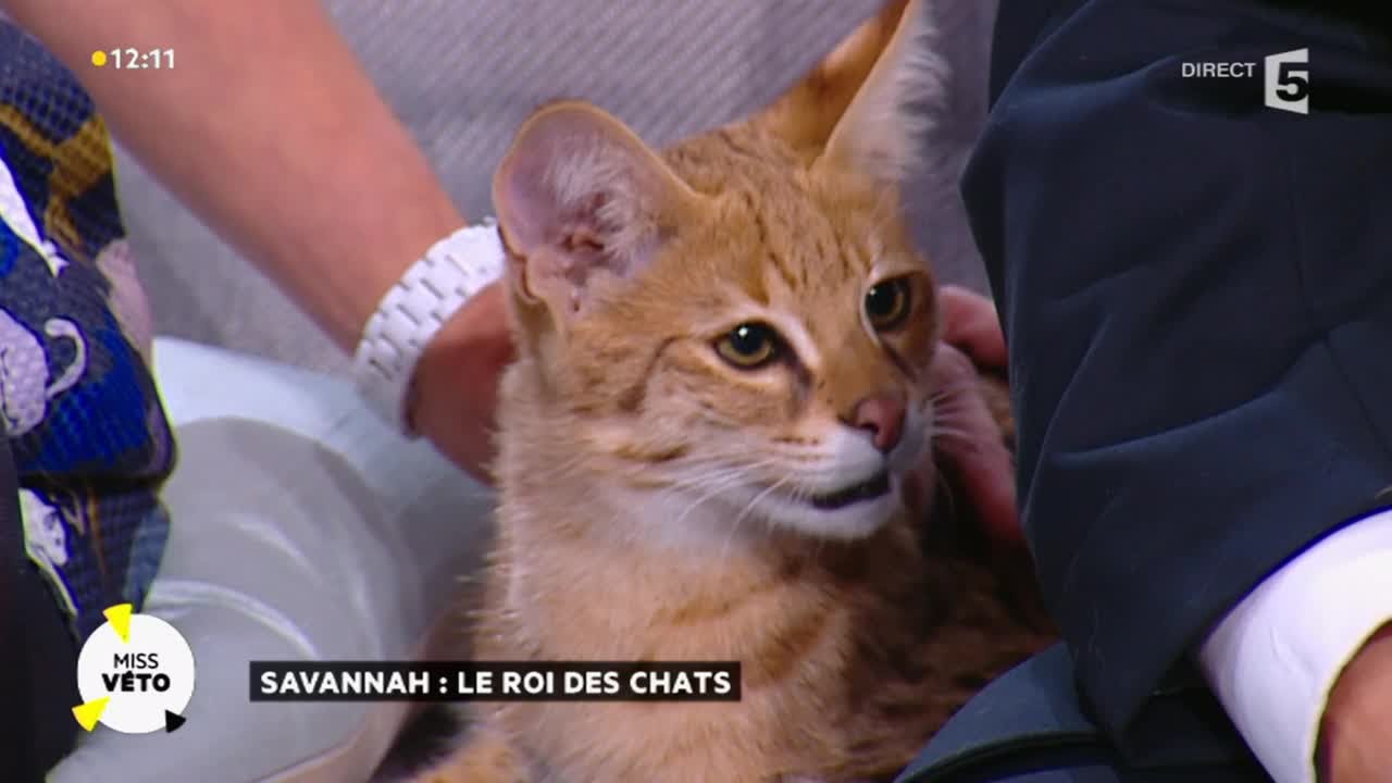 Le-Savannah-un-fauve-dans-son-salon