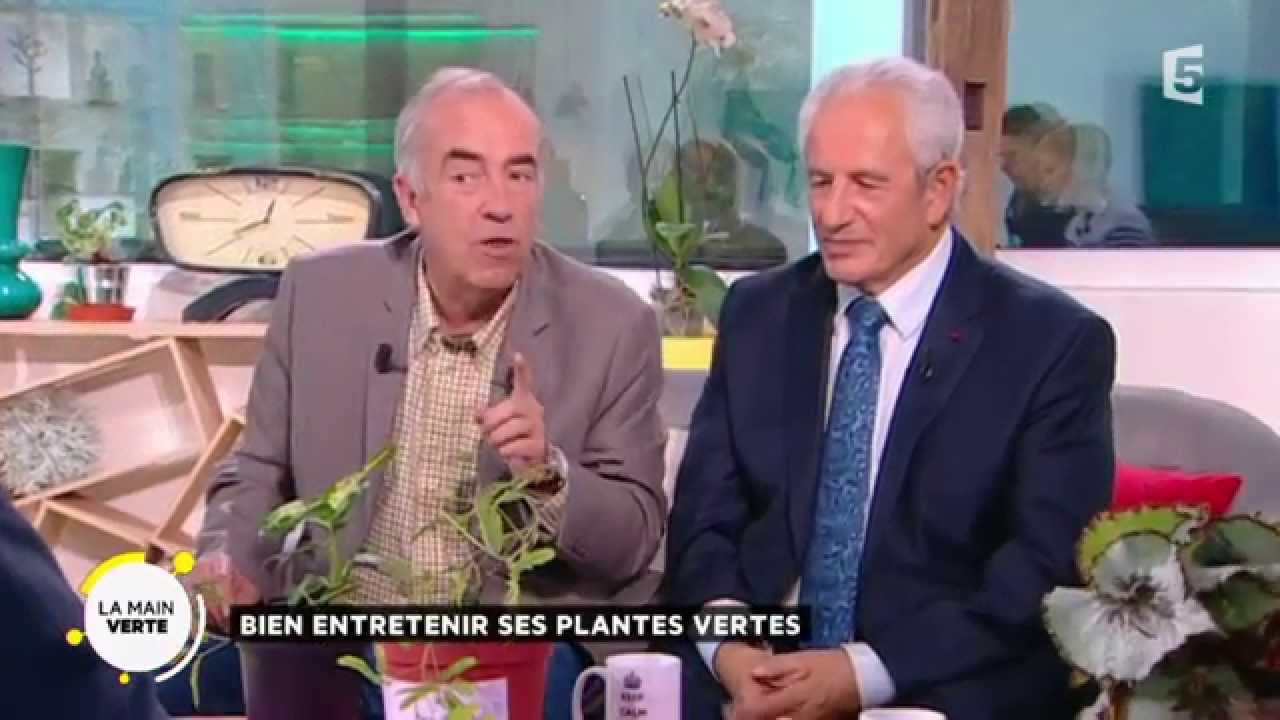 Comment-entretenir-ses-plantes-vertes-