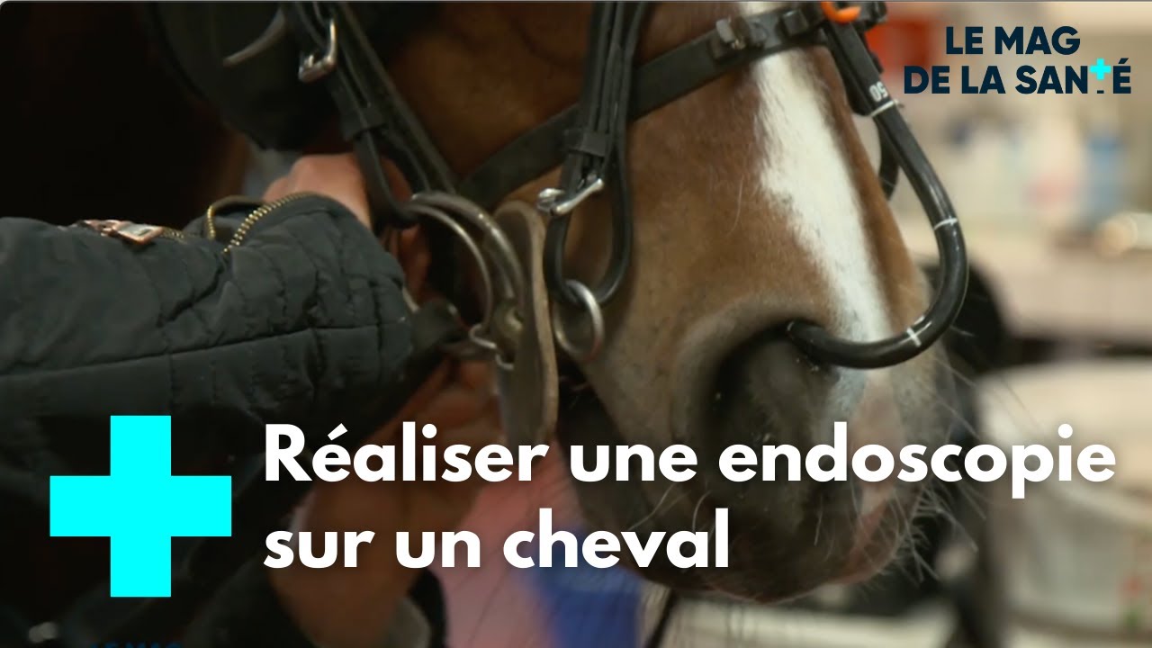 Cheval-de-course-des-examens-medicaux-tres-pousses-L