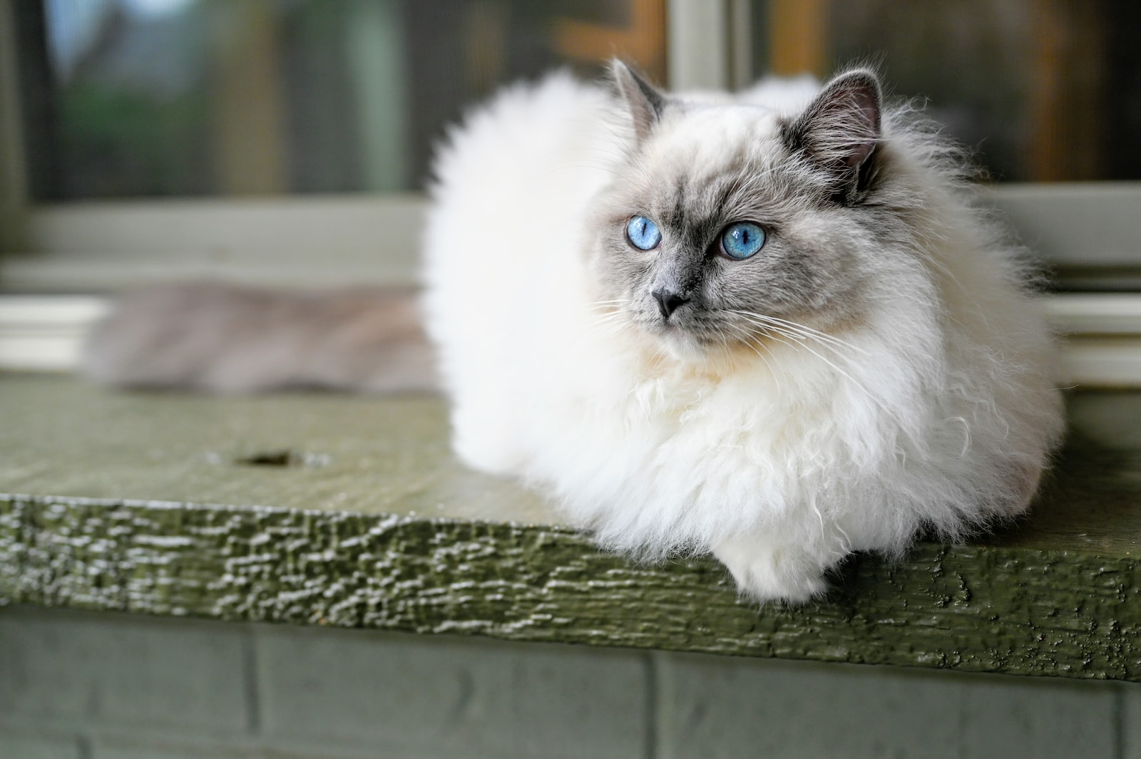 Chat : le Ragdoll va vous faire craquer