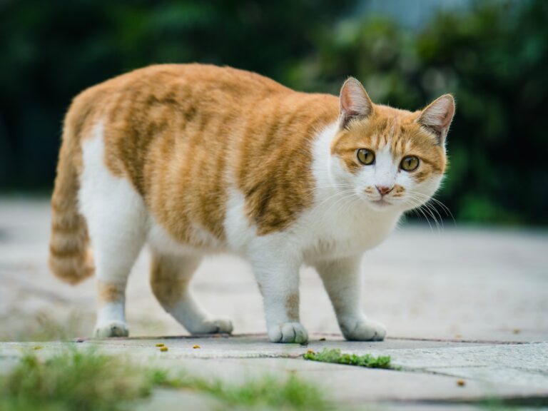 Obésité féline : un chat au régime ?