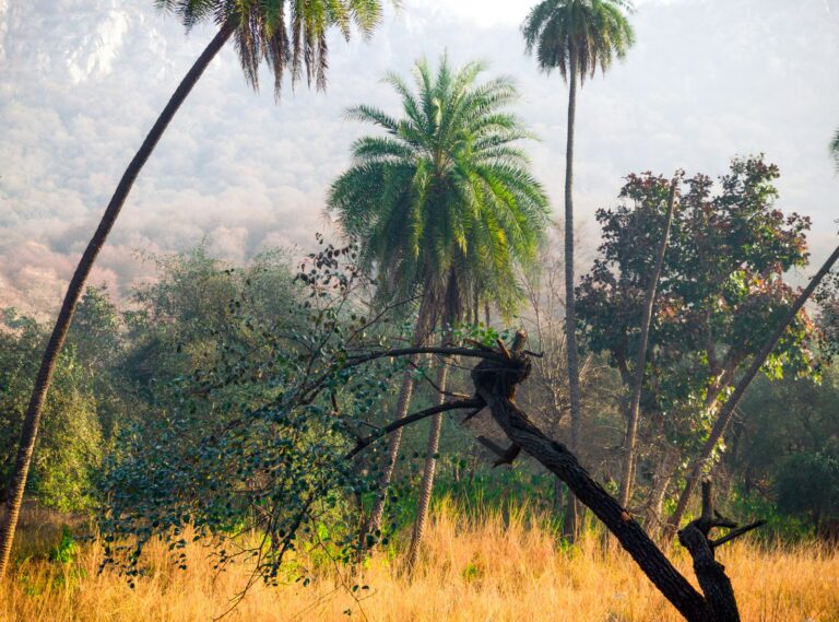 A la découverte des grands fauves du Rajasthan