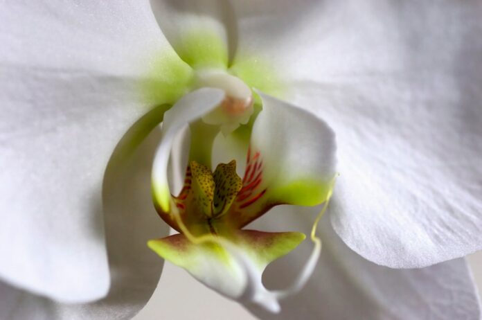 Comment faire durer ses orchidées plus longtemps ?