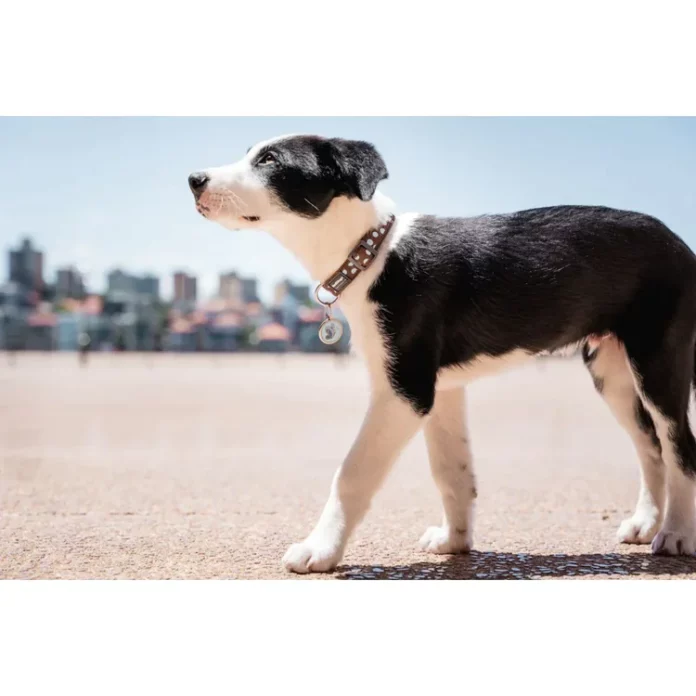 Pourquoi votre chien devrait-il porter une médaille gravée?