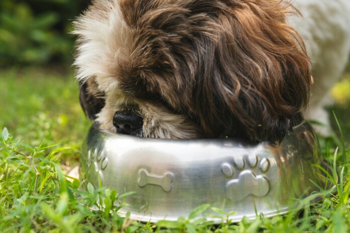 L'importance des croquettes pour les animaux