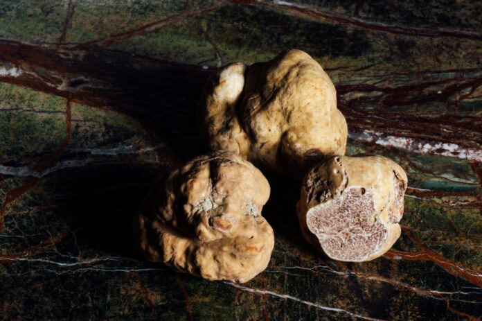 Les truffes : l'idéal gastronomique des fêtes de fin d'année